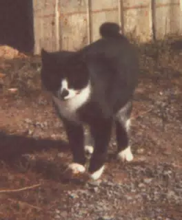 Barn Cat in Front of Barn