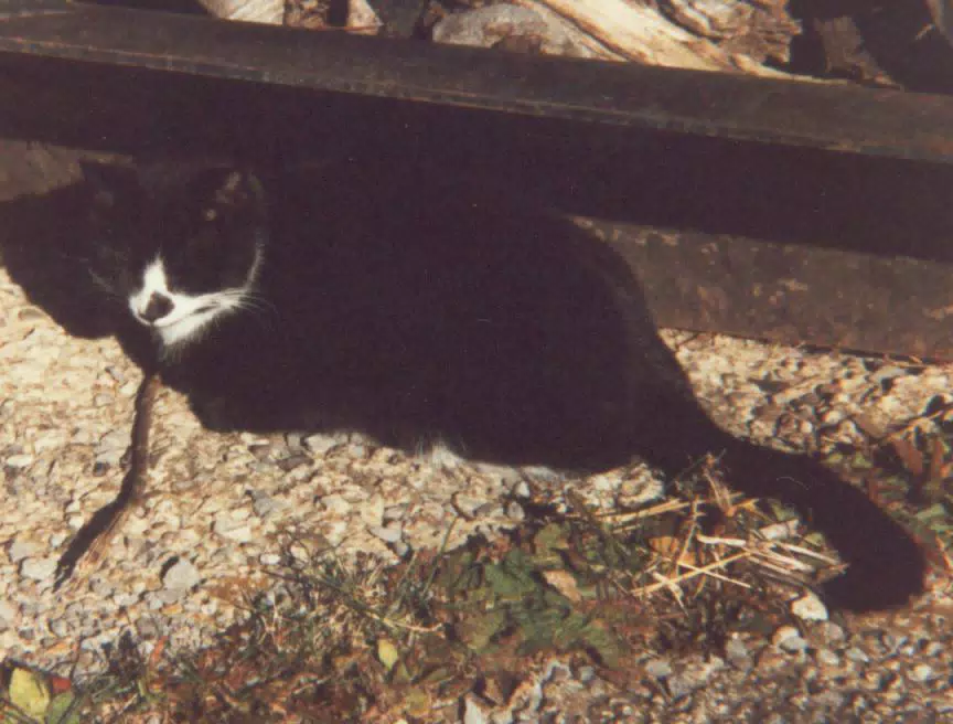 Barn Cat in Front of Barn