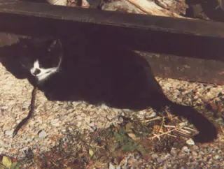 Barn Cat in Front of Barn