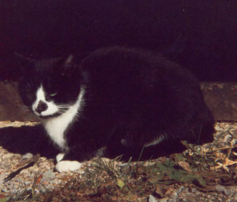 Barn Cat in Front of Barn