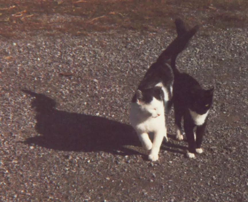 Barn Cats around 1990