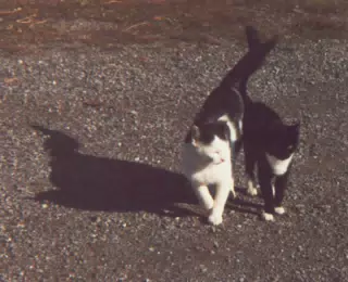 Barn Cats around 1990