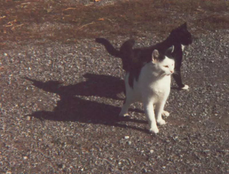 Beamer and Unkown Black Cat