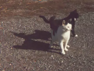 Beamer and Unkown Black Cat