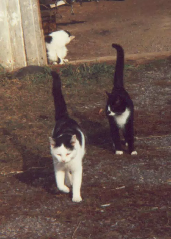 Barn Cats around 1990