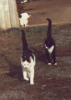Barn Cats around 1990