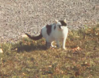 Butterball
