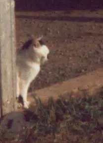 Butterball the Barn Cat