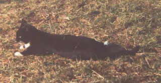 Cat on Lawn