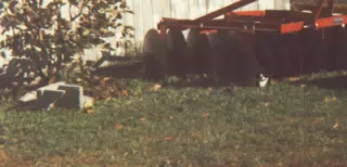 Cat Hiding in Discs