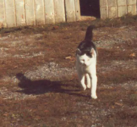 Beamer the Cat