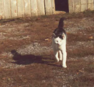 Beamer the Cat