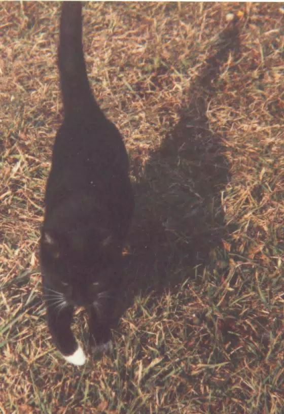 Cat on Lawn