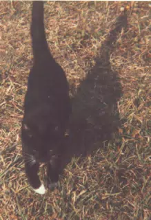 Cat on Lawn