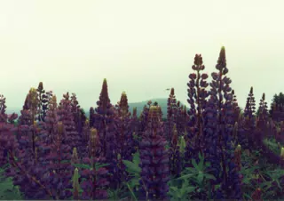 Flowers in Maine