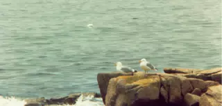 Seagulls on Mount Desert Island, Maine