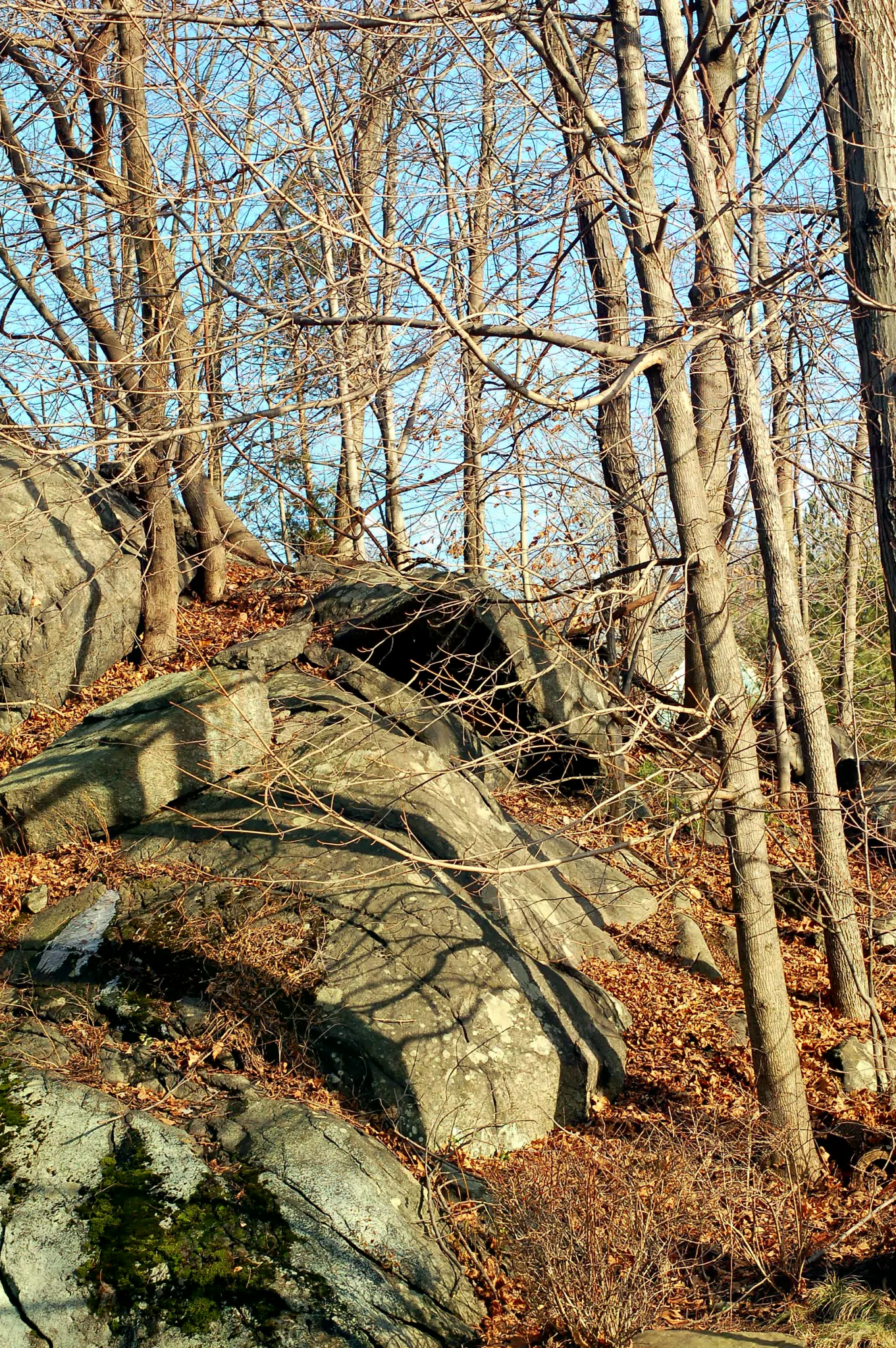 Rocks and Trees in Chapel Hill
