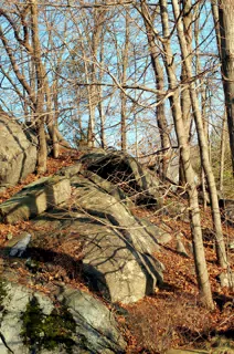 Rocks and Trees in Chapel Hill