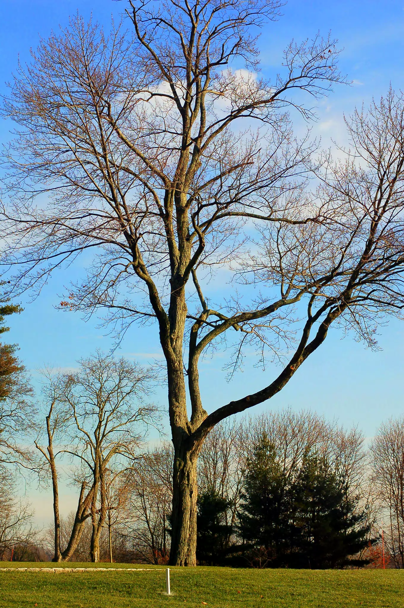 The tree in the front lawn at Chapel Hill