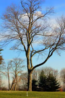 The tree in the front lawn at Chapel Hill