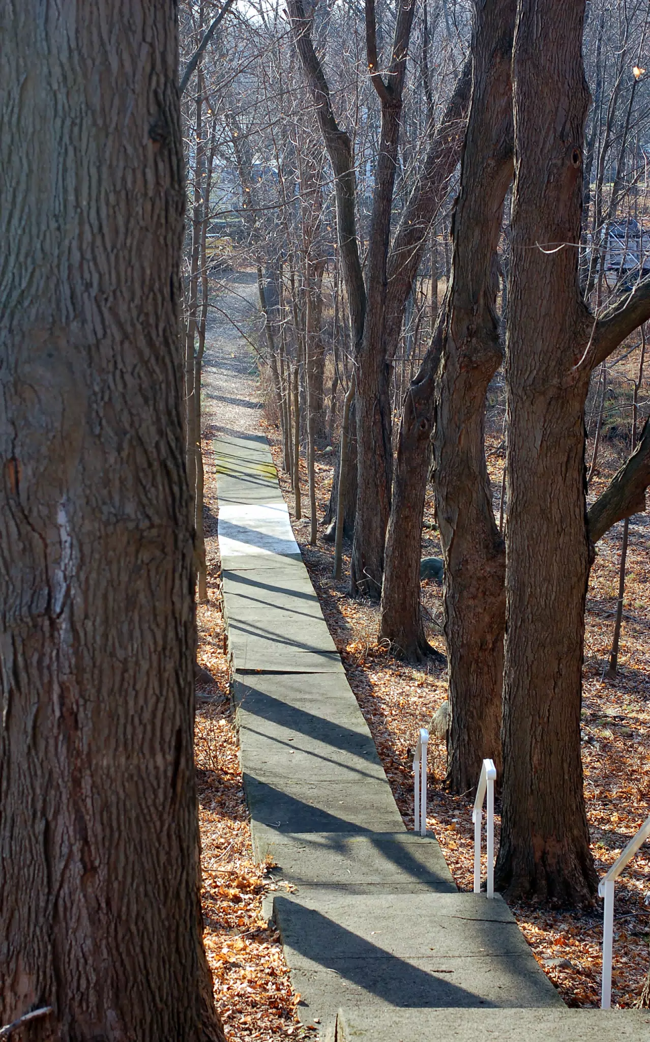 Path in Chapel Hill