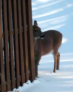 Deer on Back Porch Eating Neighbours Shrubs
