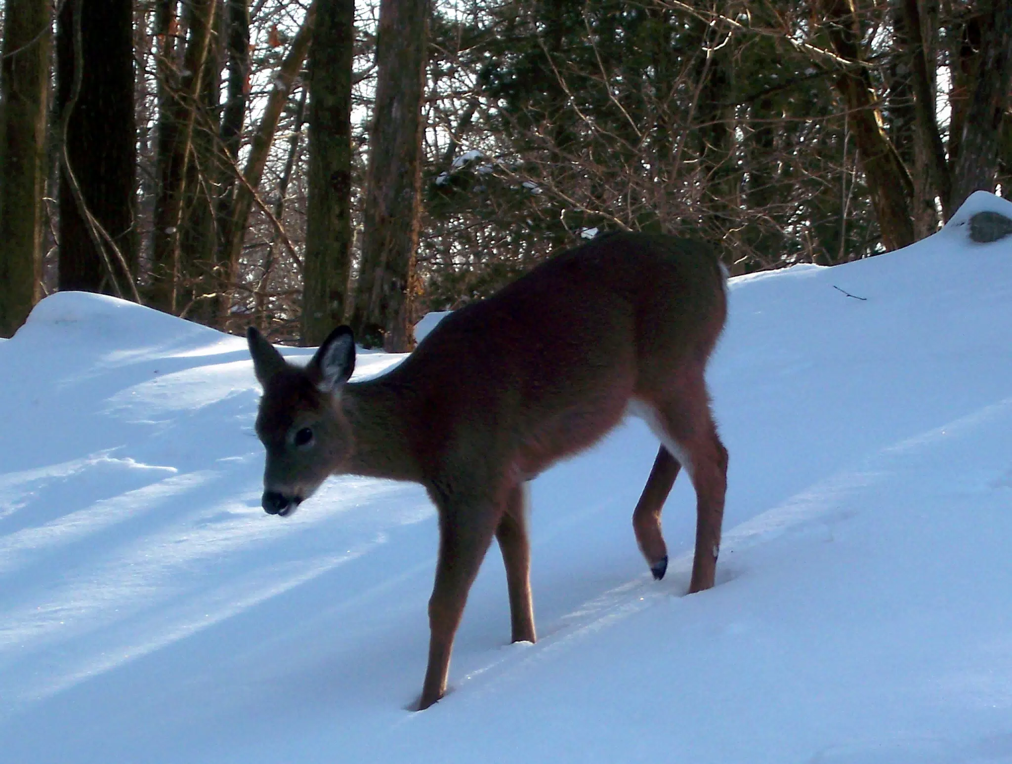 Deer in Back Yard