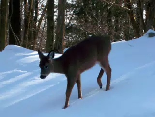 Deer in Back Yard