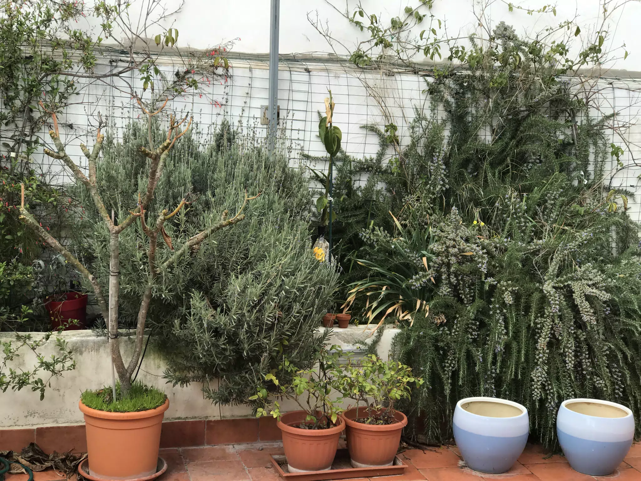 Terrace of our Noto House