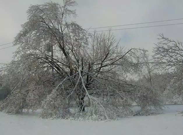 Maple in the Ice Storm