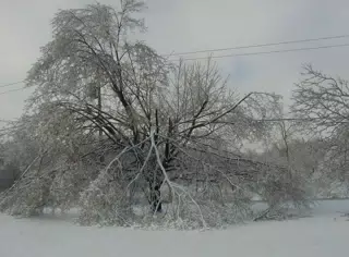 Maple in the Ice Storm