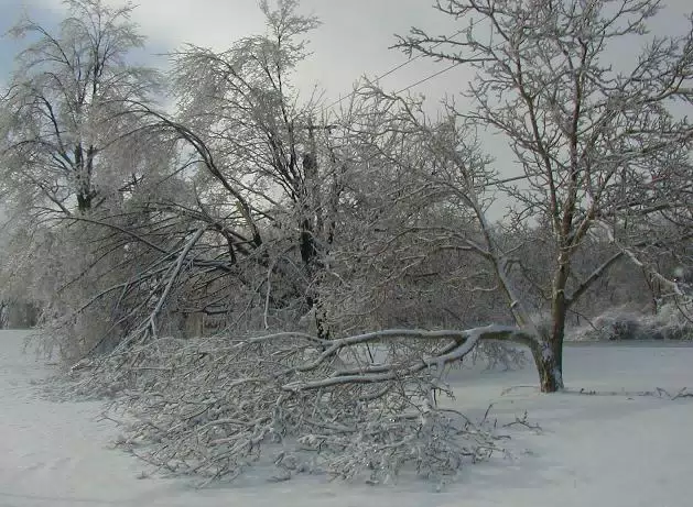 Maple Trees in Ice Storm
