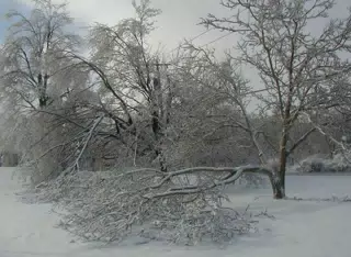 Maple Trees in Ice Storm