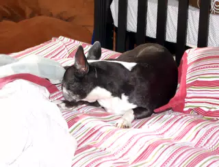 Oreo the Bed Hog