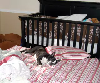 Oreo Takes Over the Nursery