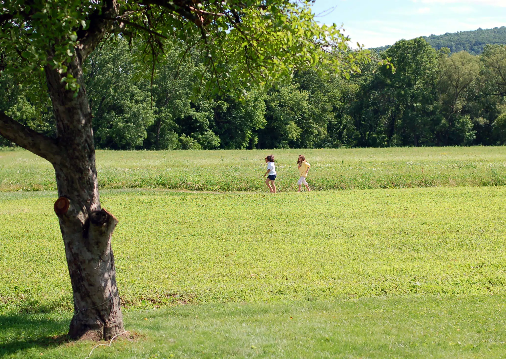 Walking in the Summer Field