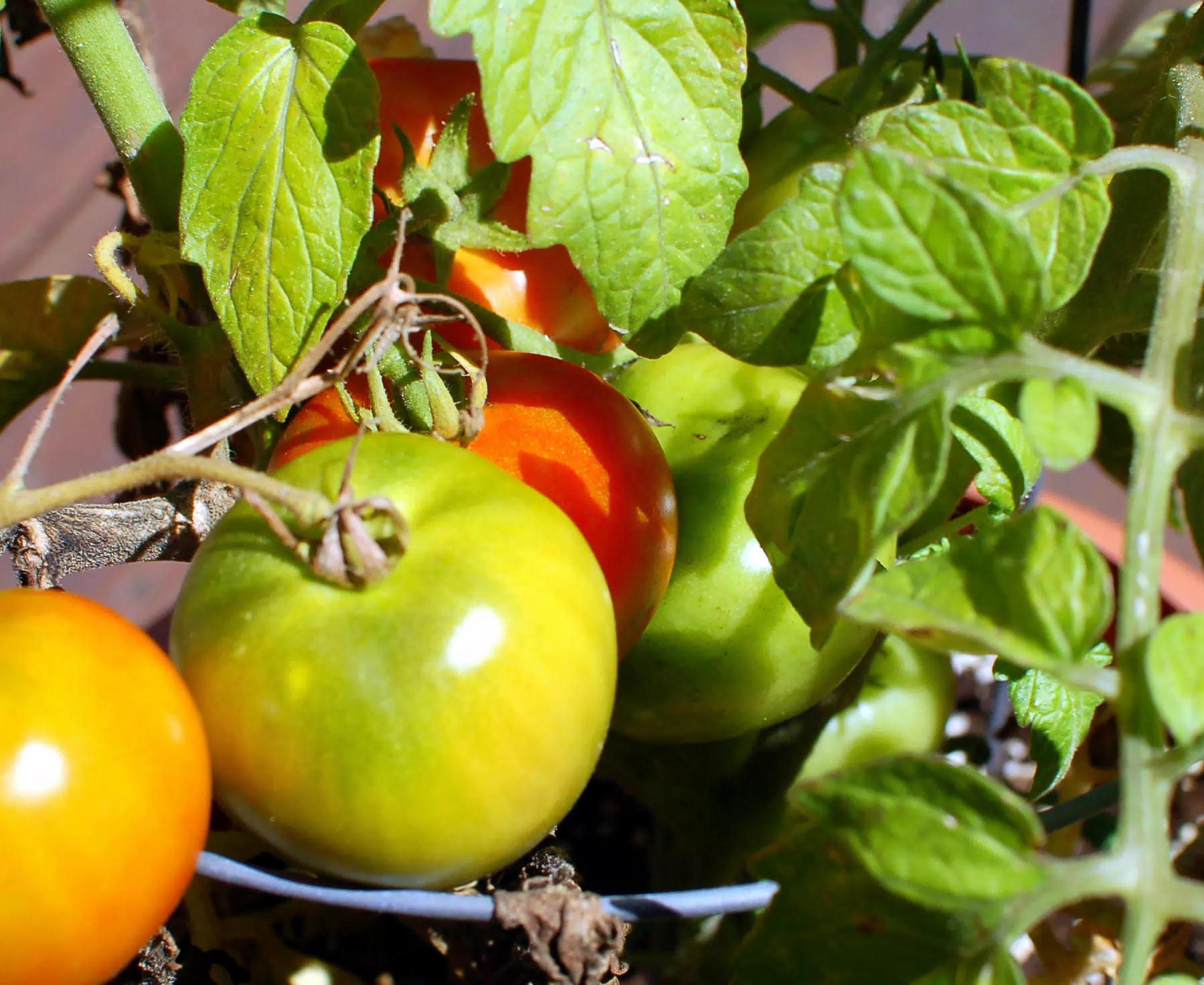 Dominicas Tomatoes in Peekskill