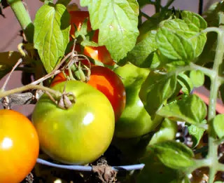 Dominicas Tomatoes in Peekskill