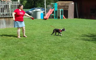Oreo Smells Another Dog on the Farm