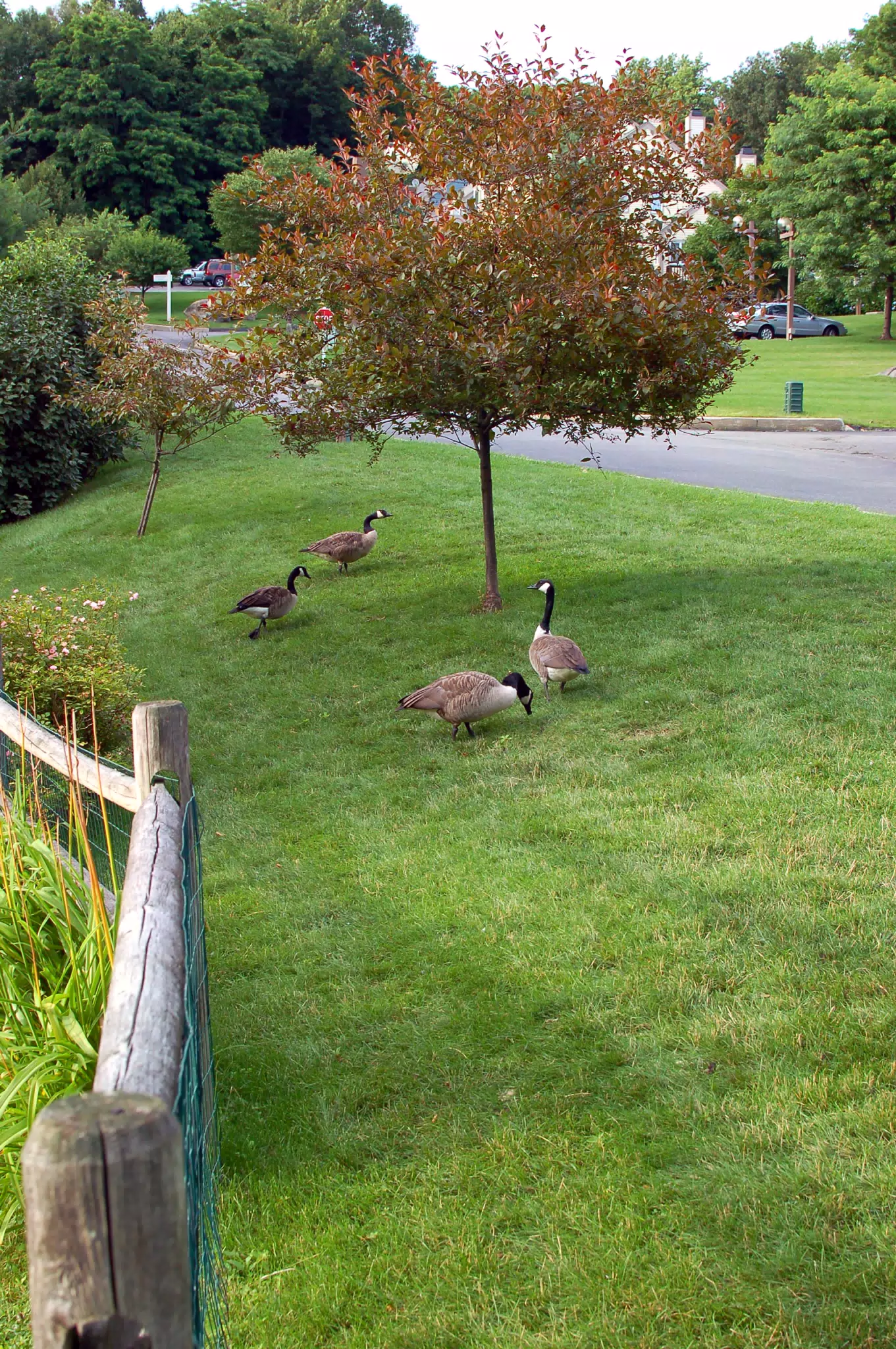 Geese in Yard