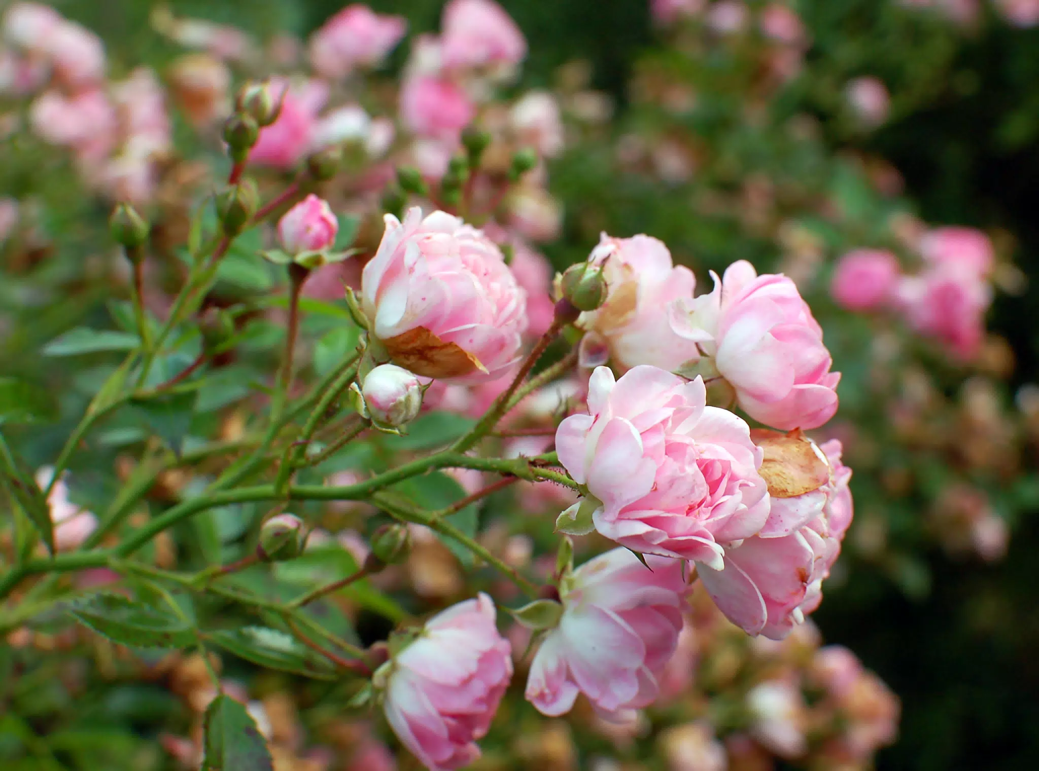 Pink Flowers by Pond