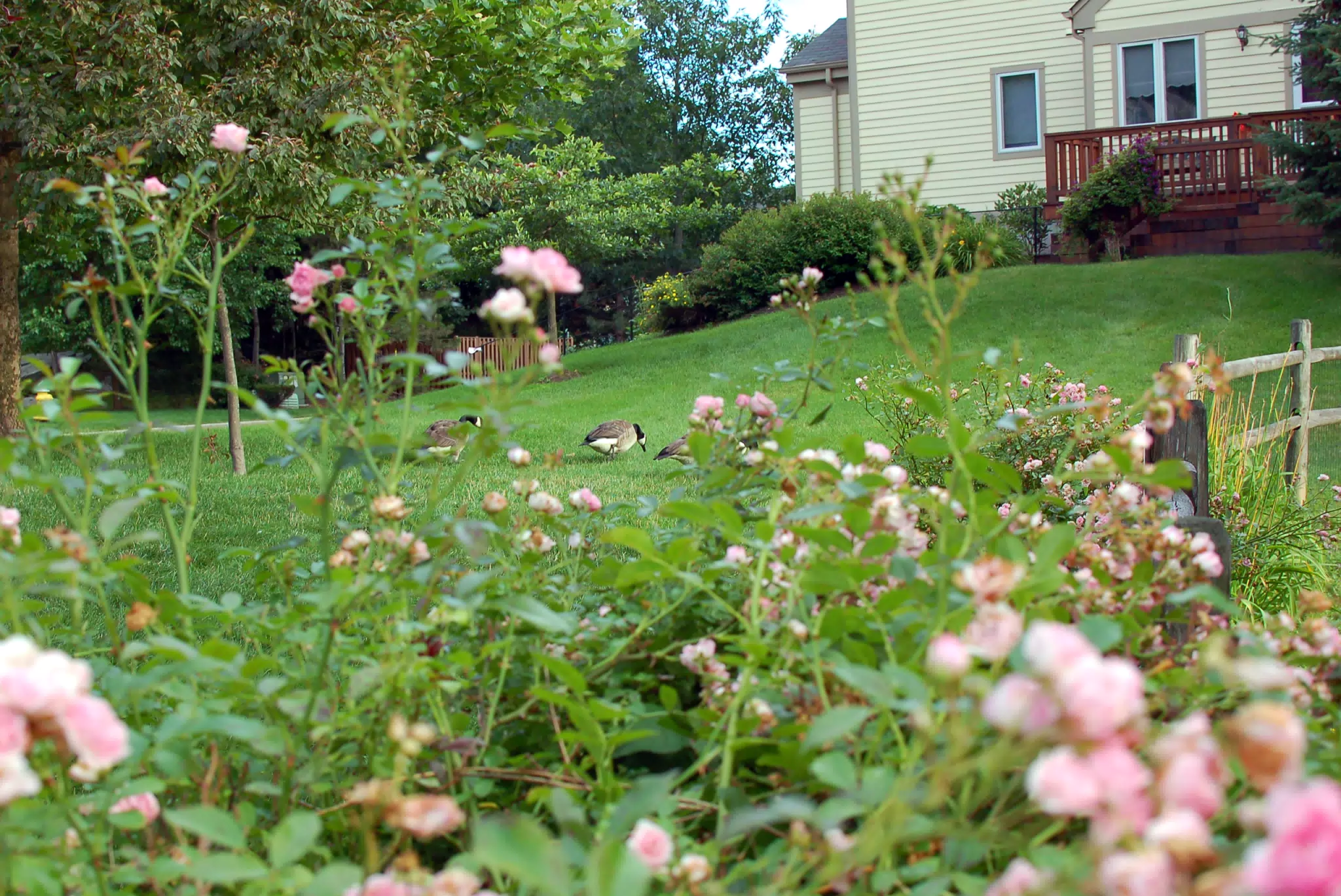 Geese in Yellow House Yard