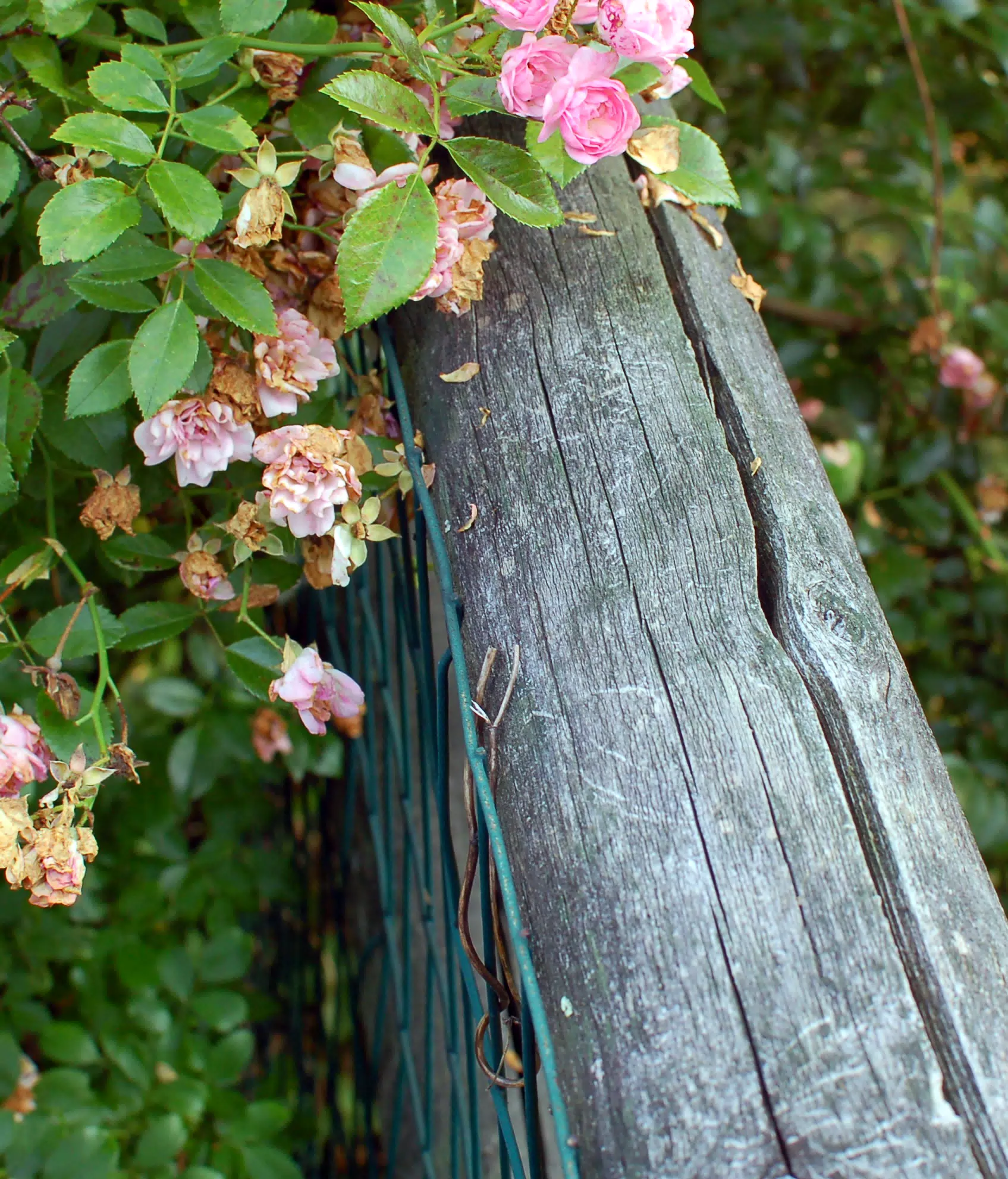 Flowers and Fence