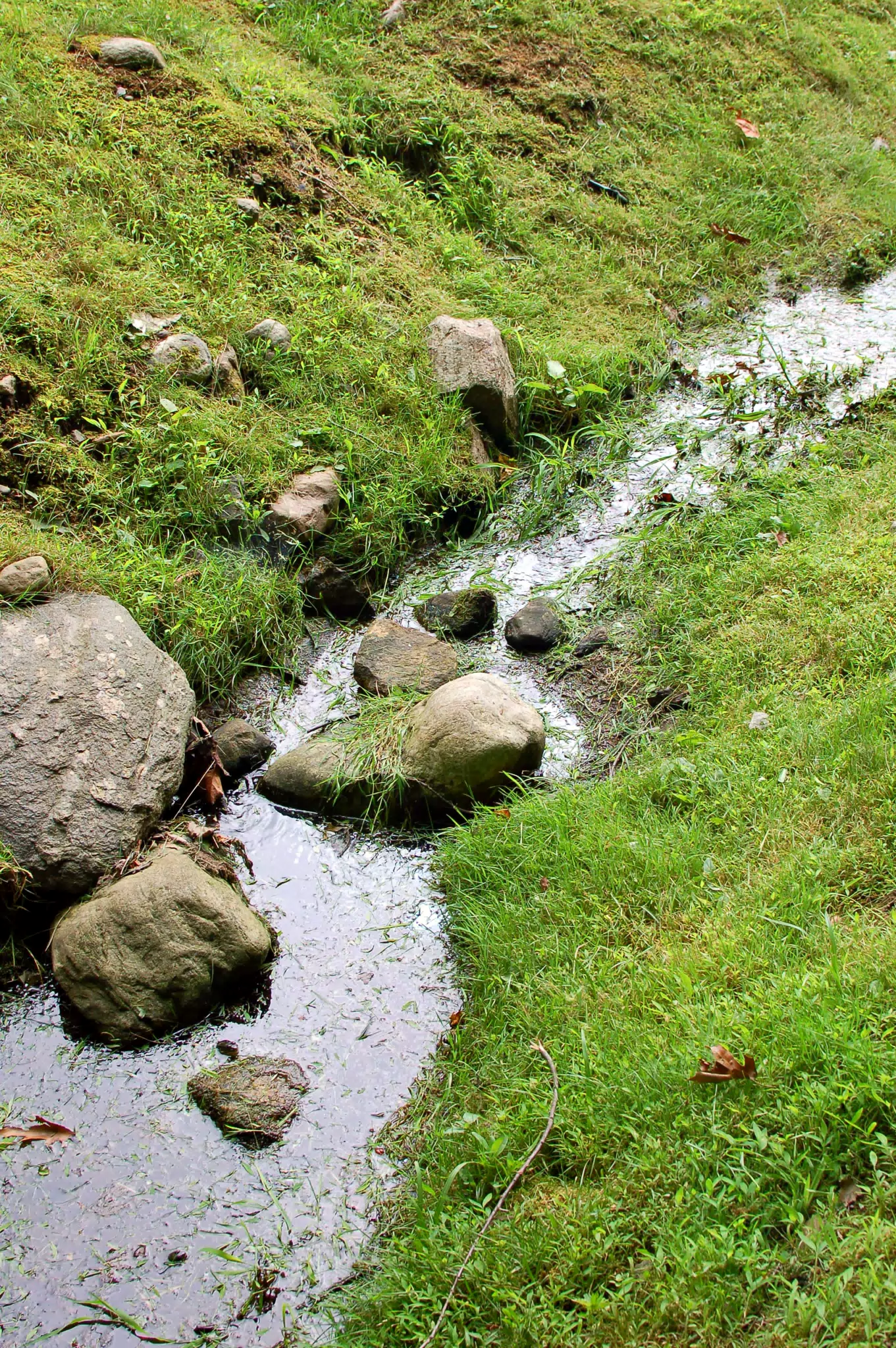 Stream in Back Yard