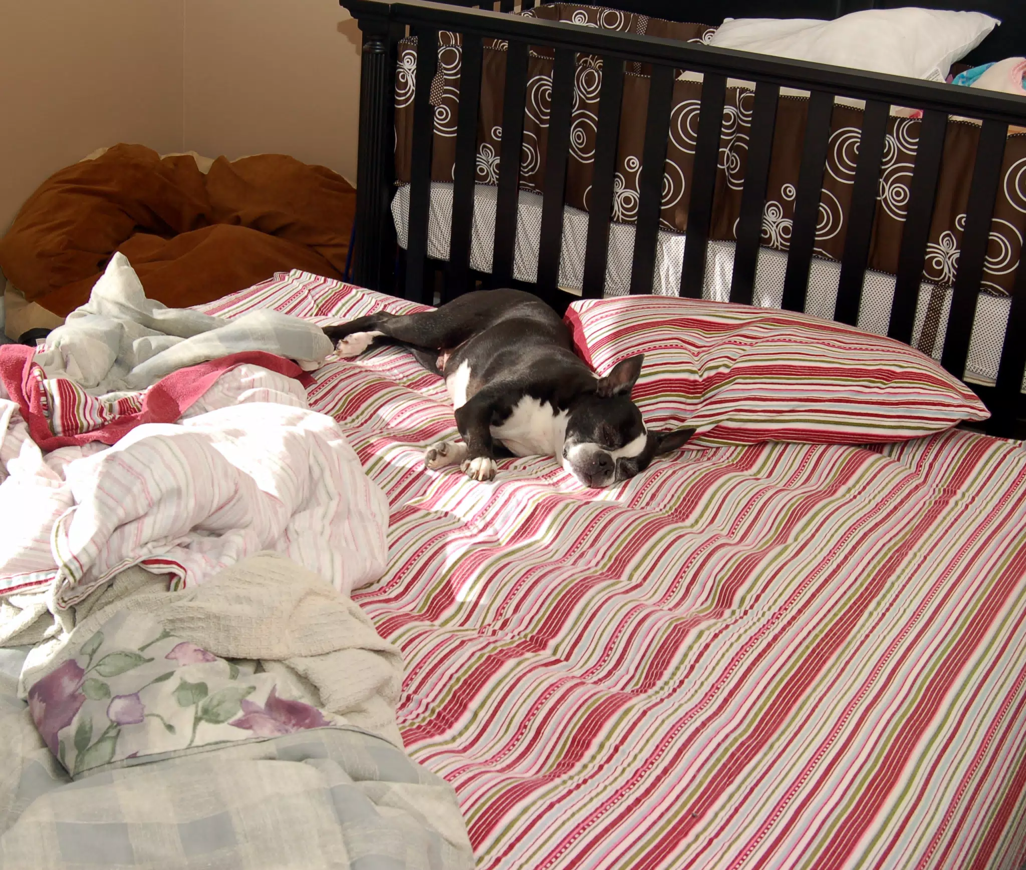 Oreo Takes Over the Nursery