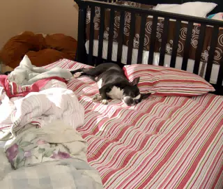 Oreo Takes Over the Nursery