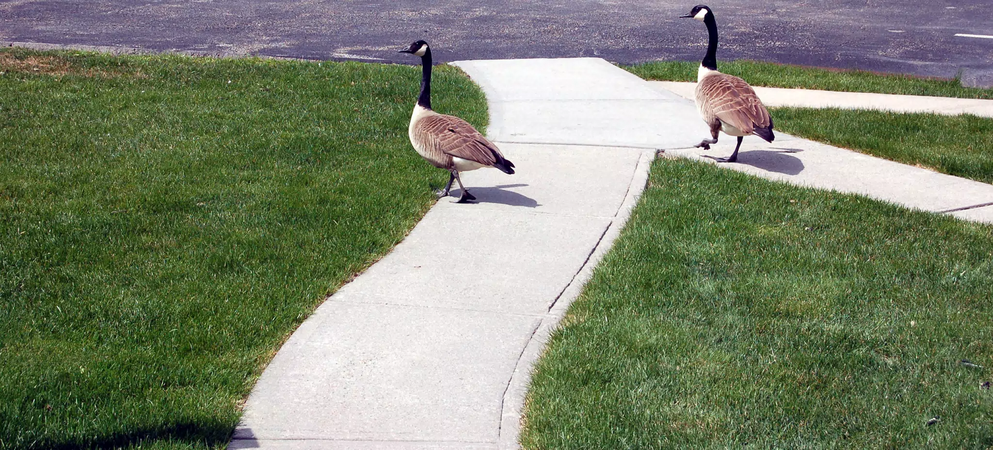 They Act Like They Own the Place