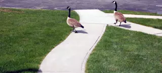 They Act Like They Own the Place