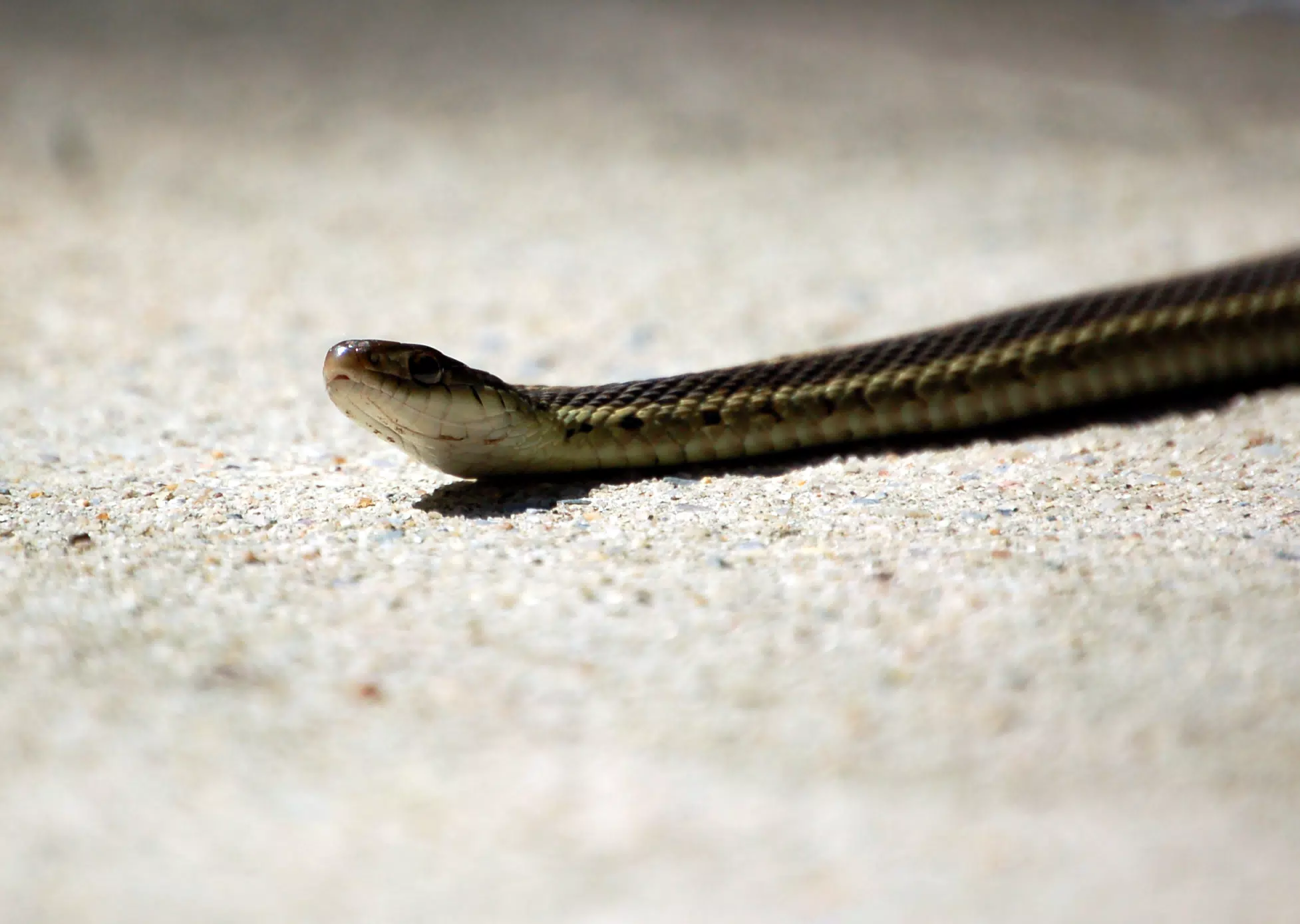 Hello Mister Snake