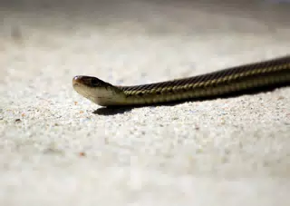 Hello Mister Snake